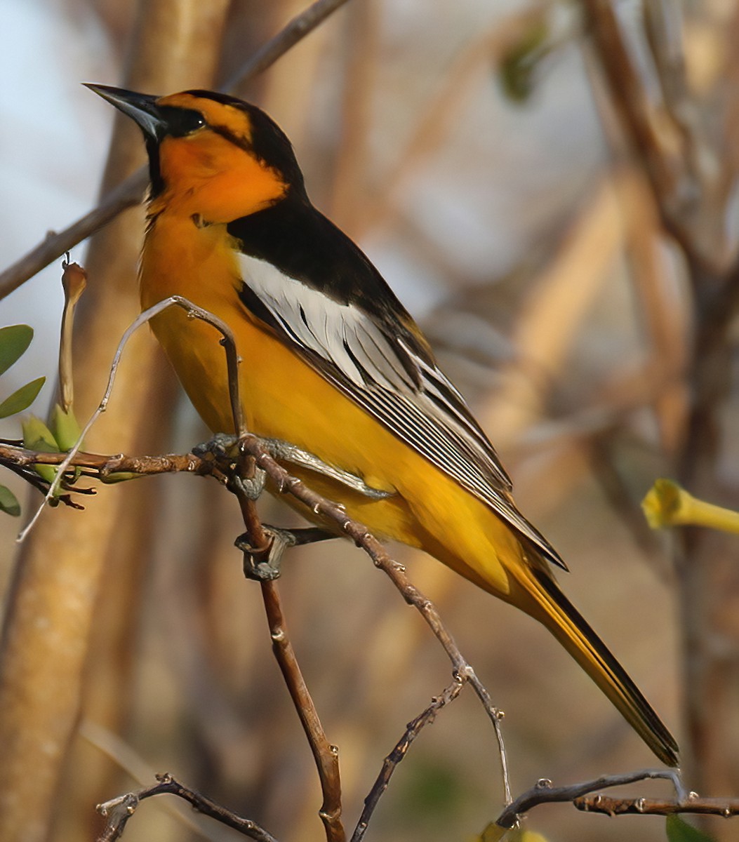 Bullock's Oriole - ML440120071