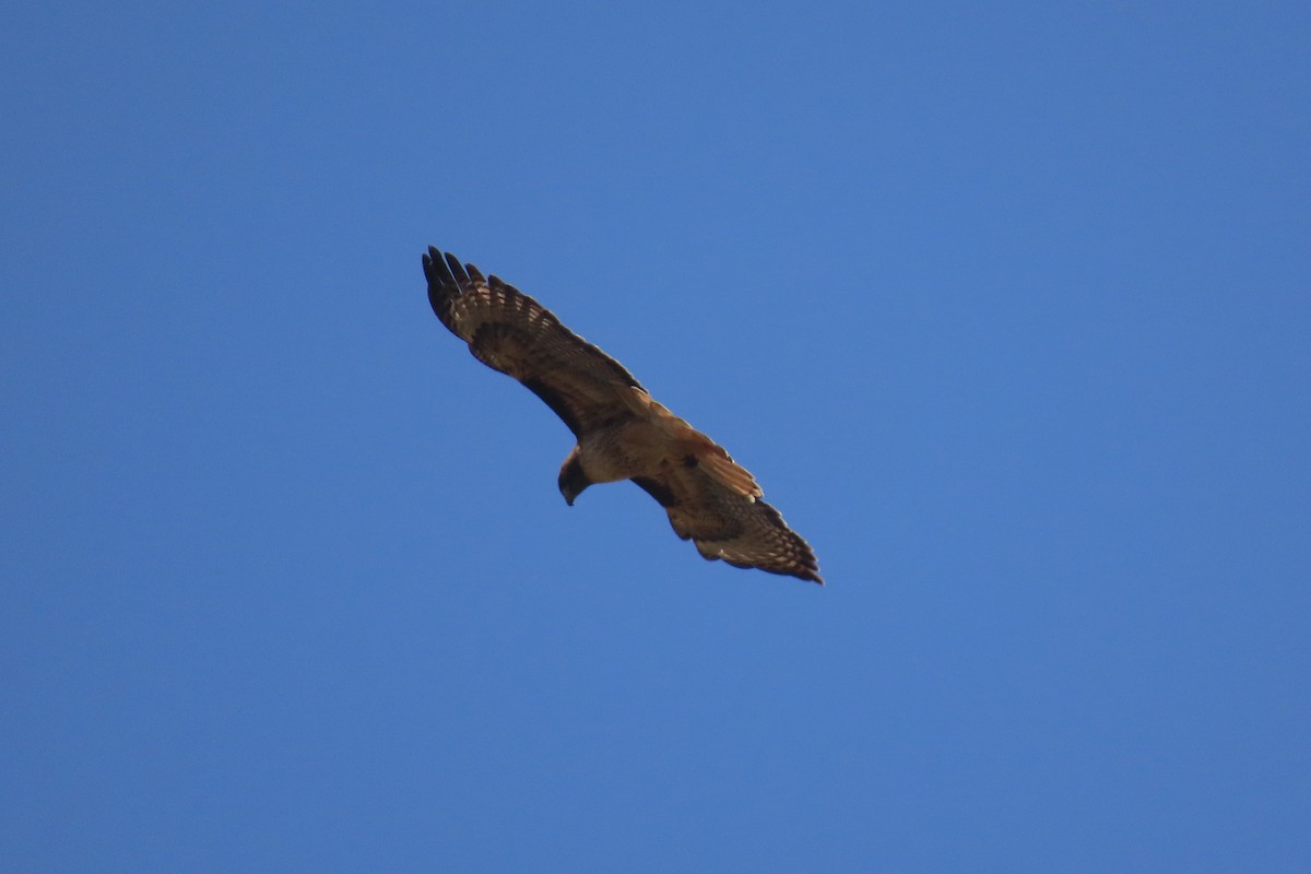 Red-tailed Hawk - ML440120821