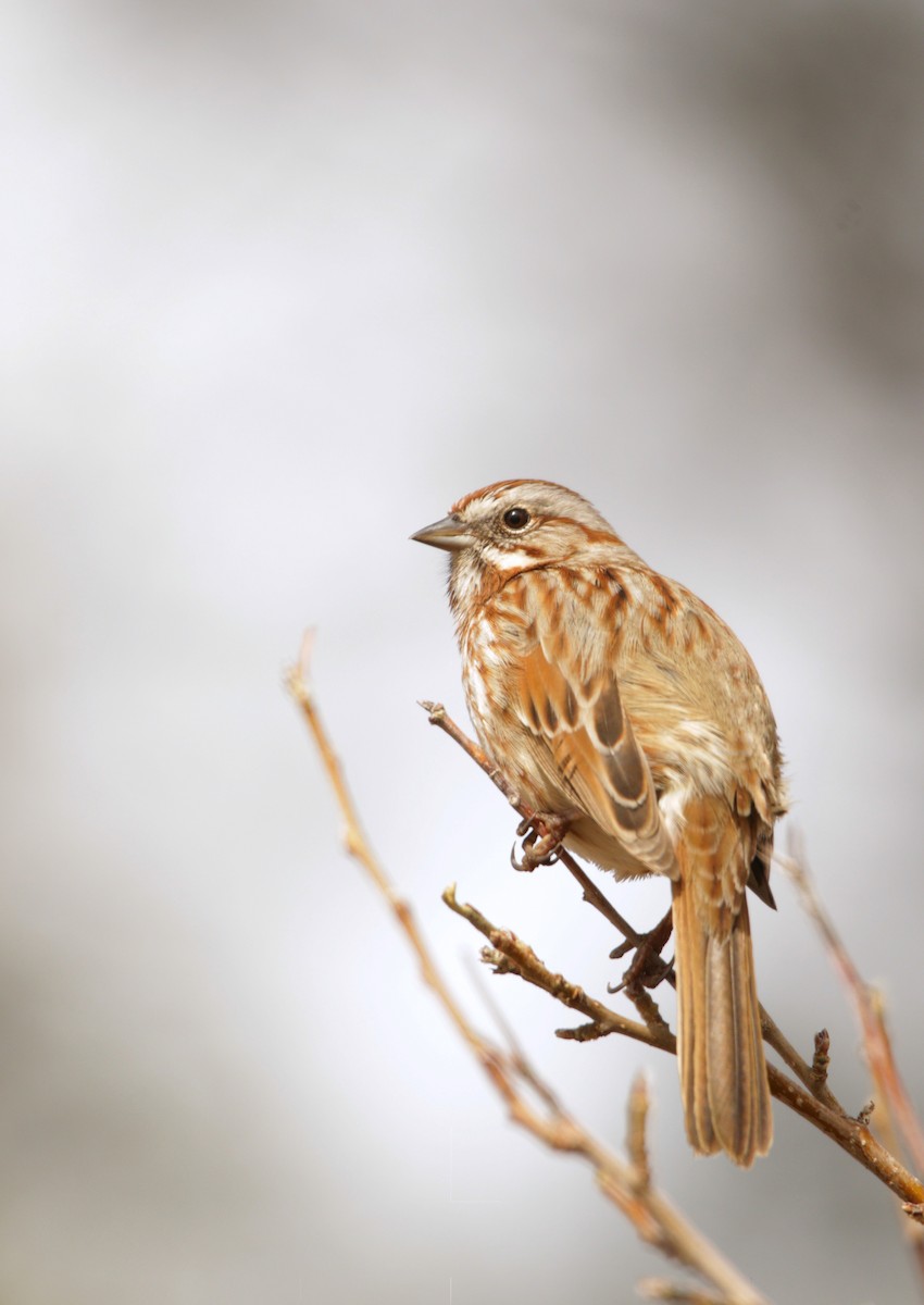 Song Sparrow - Reed Gorner