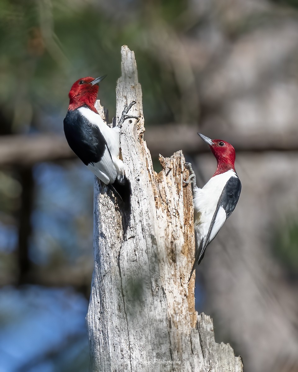 Red-headed Woodpecker - Sheri Thompson