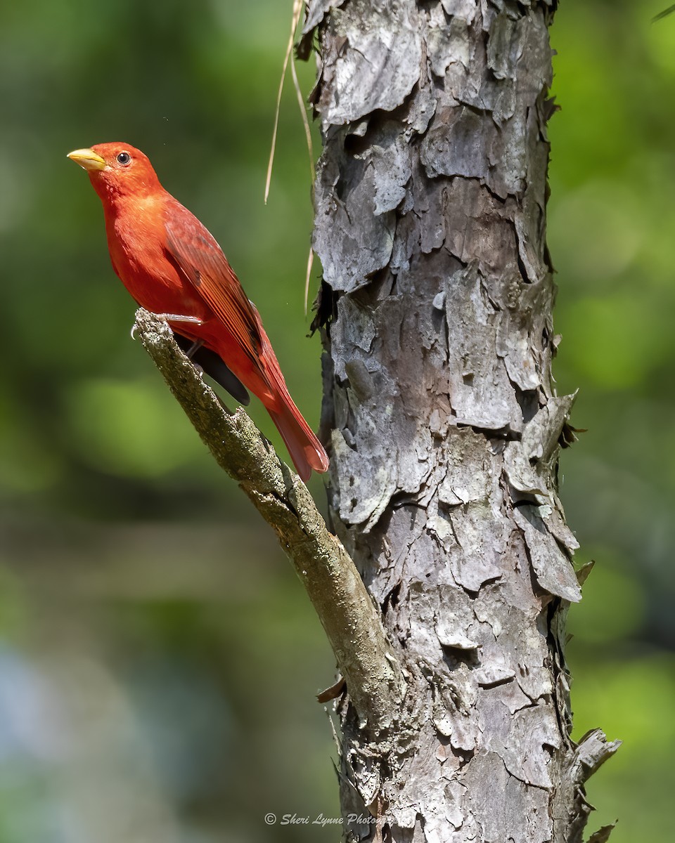 Summer Tanager - Sheri Thompson