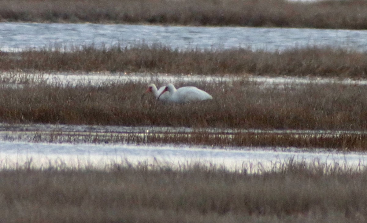 White Ibis - ML440122181