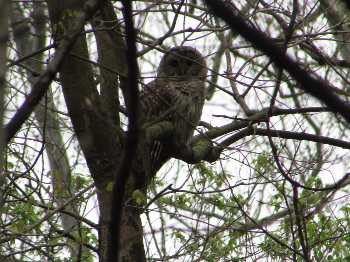 Barred Owl - ML440122671
