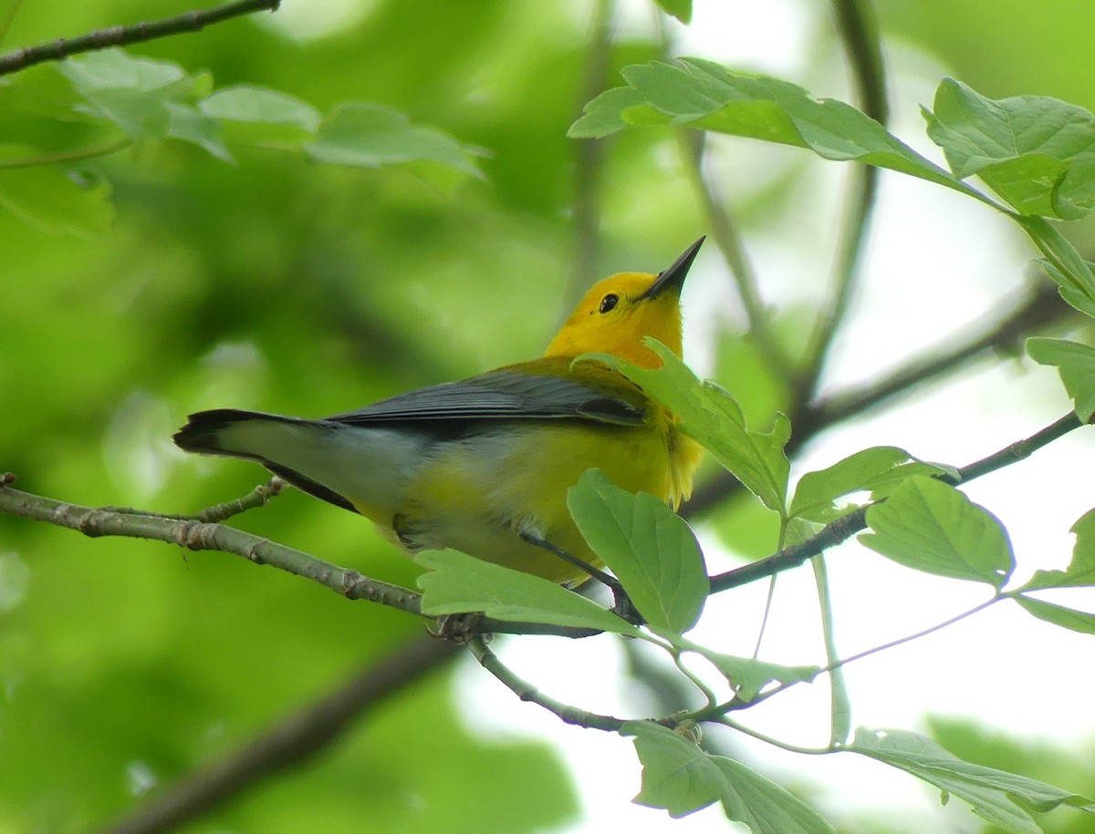 Prothonotary Warbler - ML440123131