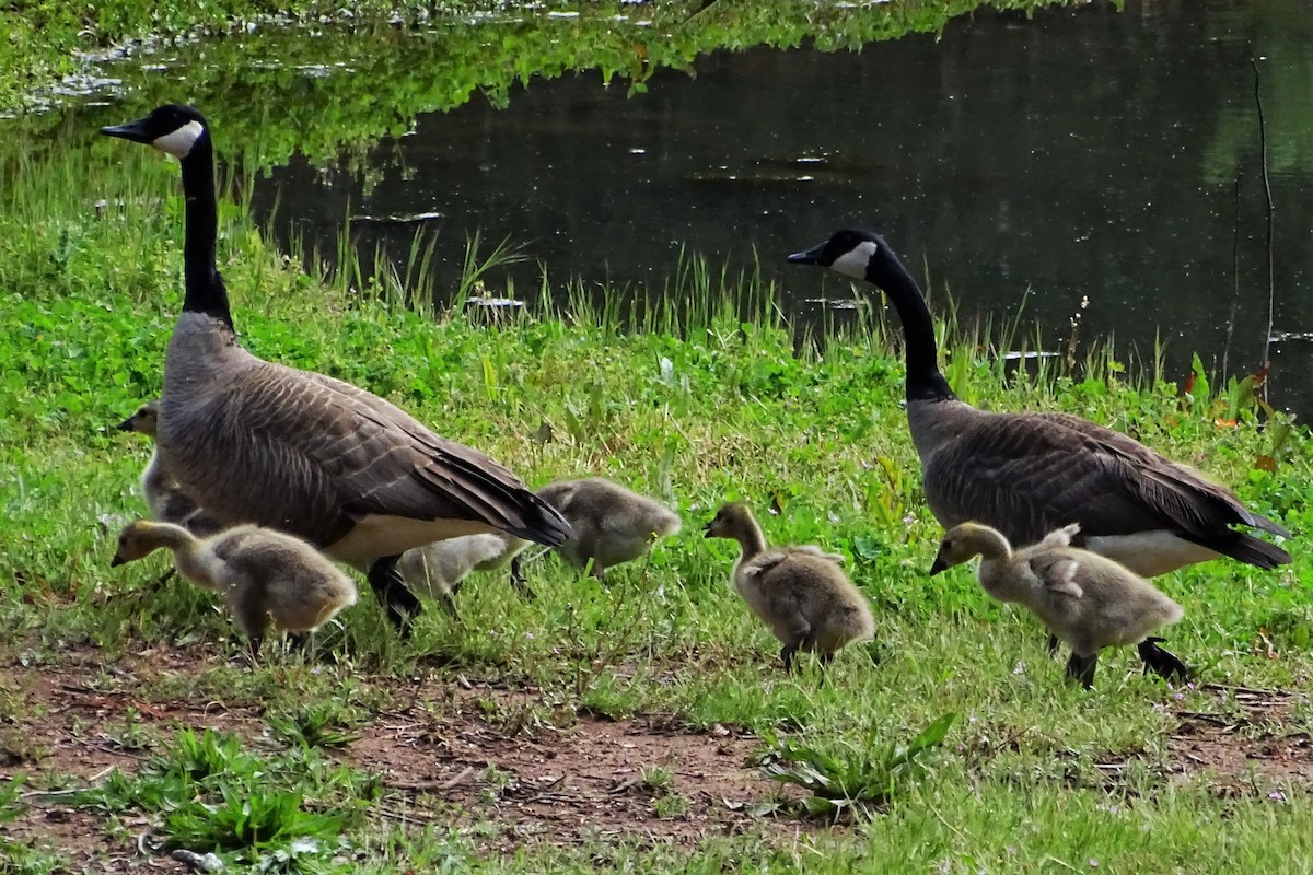 Canada Goose - Diane Rose