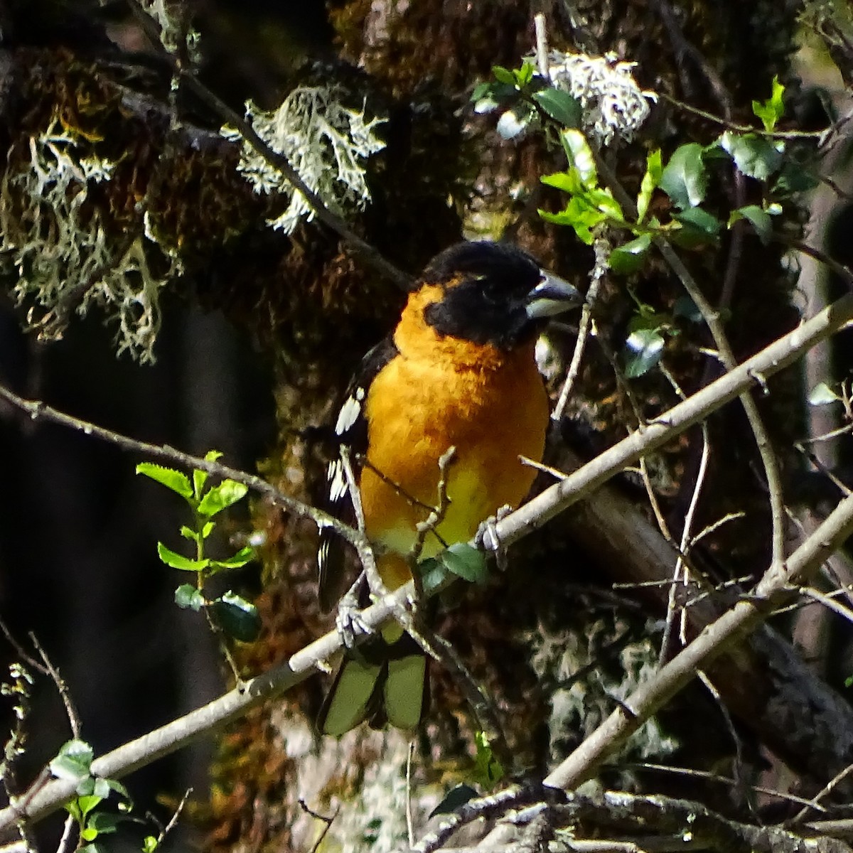 Black-headed Grosbeak - Diane Rose