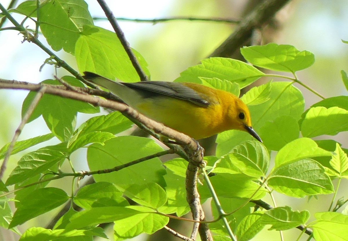 Prothonotary Warbler - ML440123351