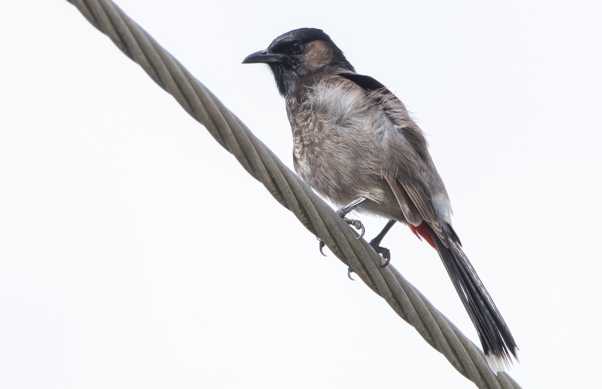 Red-vented Bulbul - ML440123801