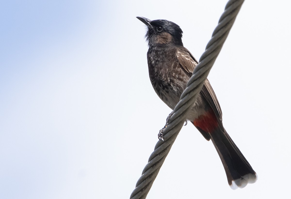 Red-vented Bulbul - ML440123811