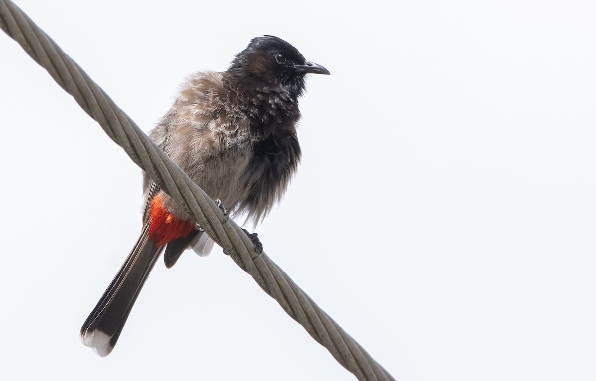 Red-vented Bulbul - ML440123831