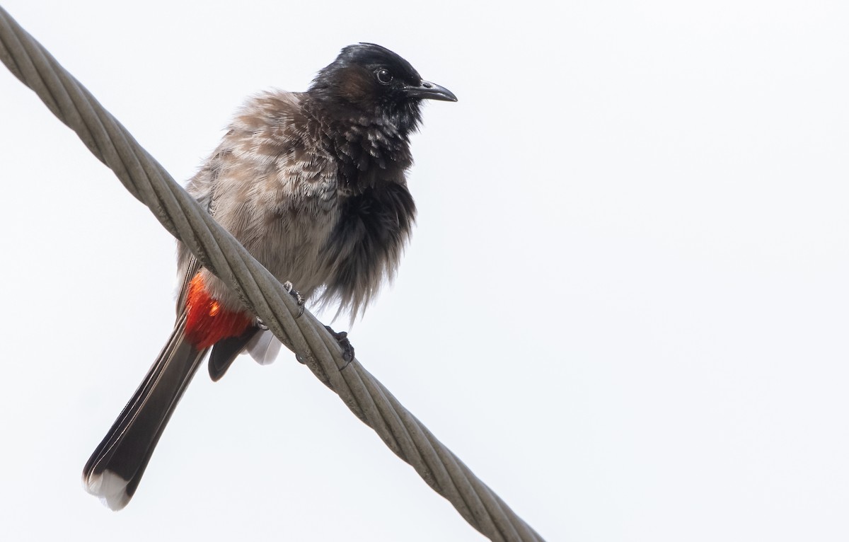 Red-vented Bulbul - ML440123841