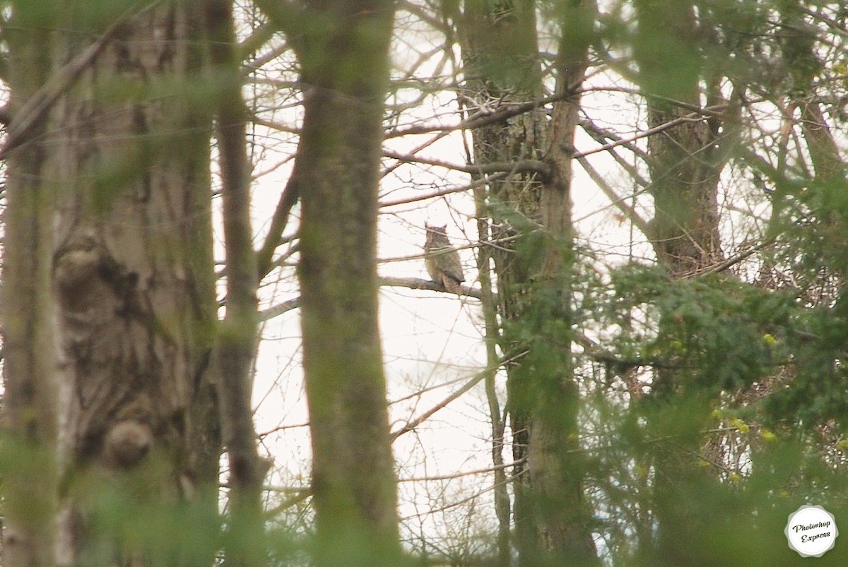 Great Horned Owl - ML440124181