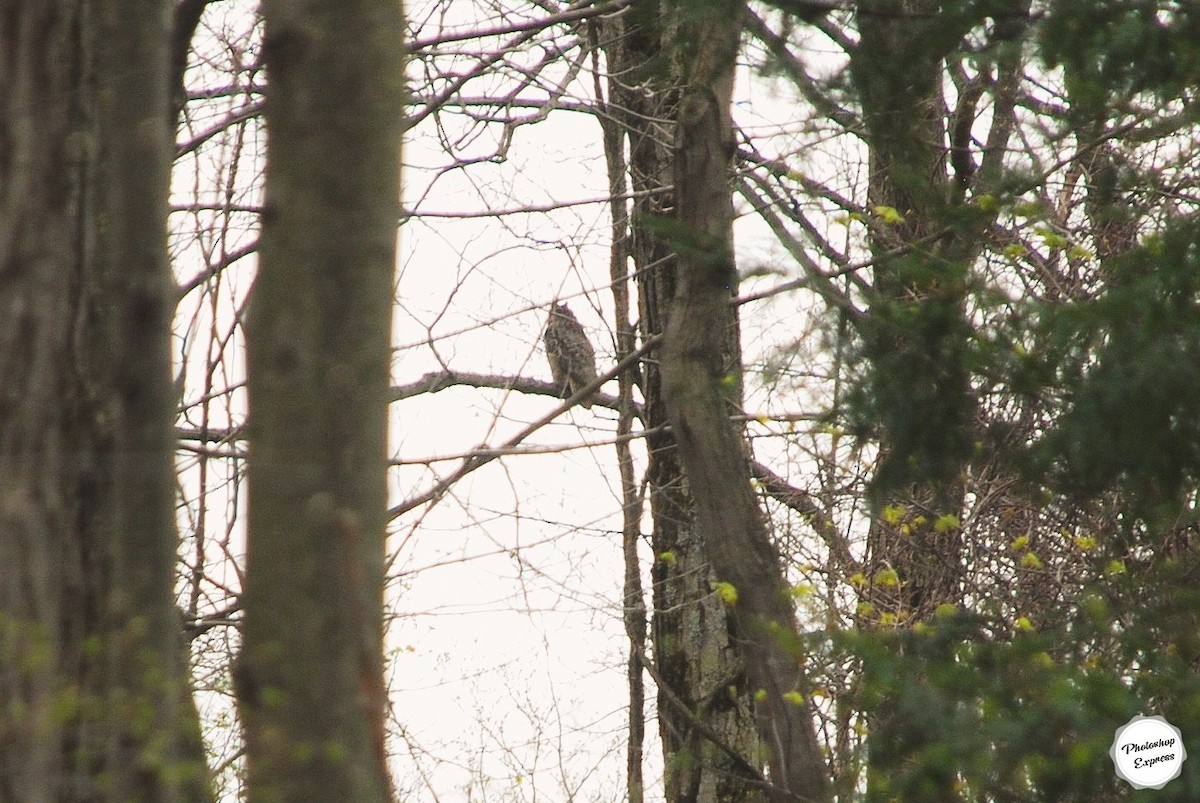 Great Horned Owl - ML440124191