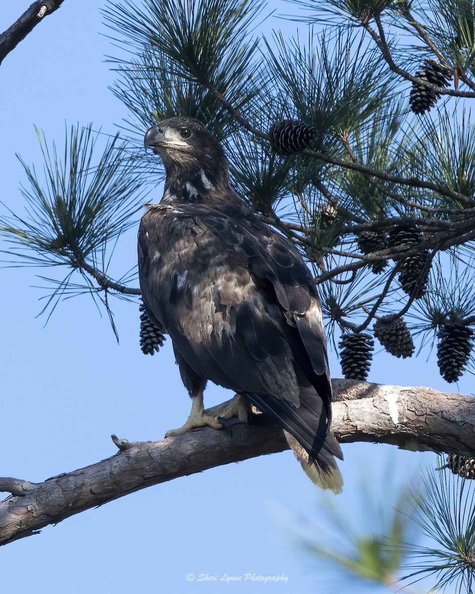 Weißkopf-Seeadler - ML440124271