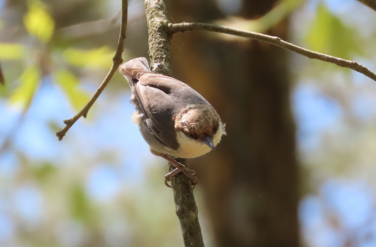 Brown-headed Nuthatch - ML440124441