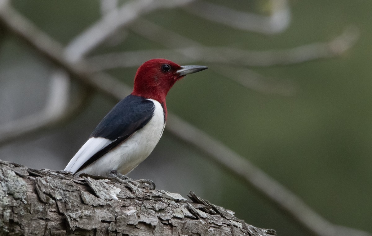 Red-headed Woodpecker - Liam Huber