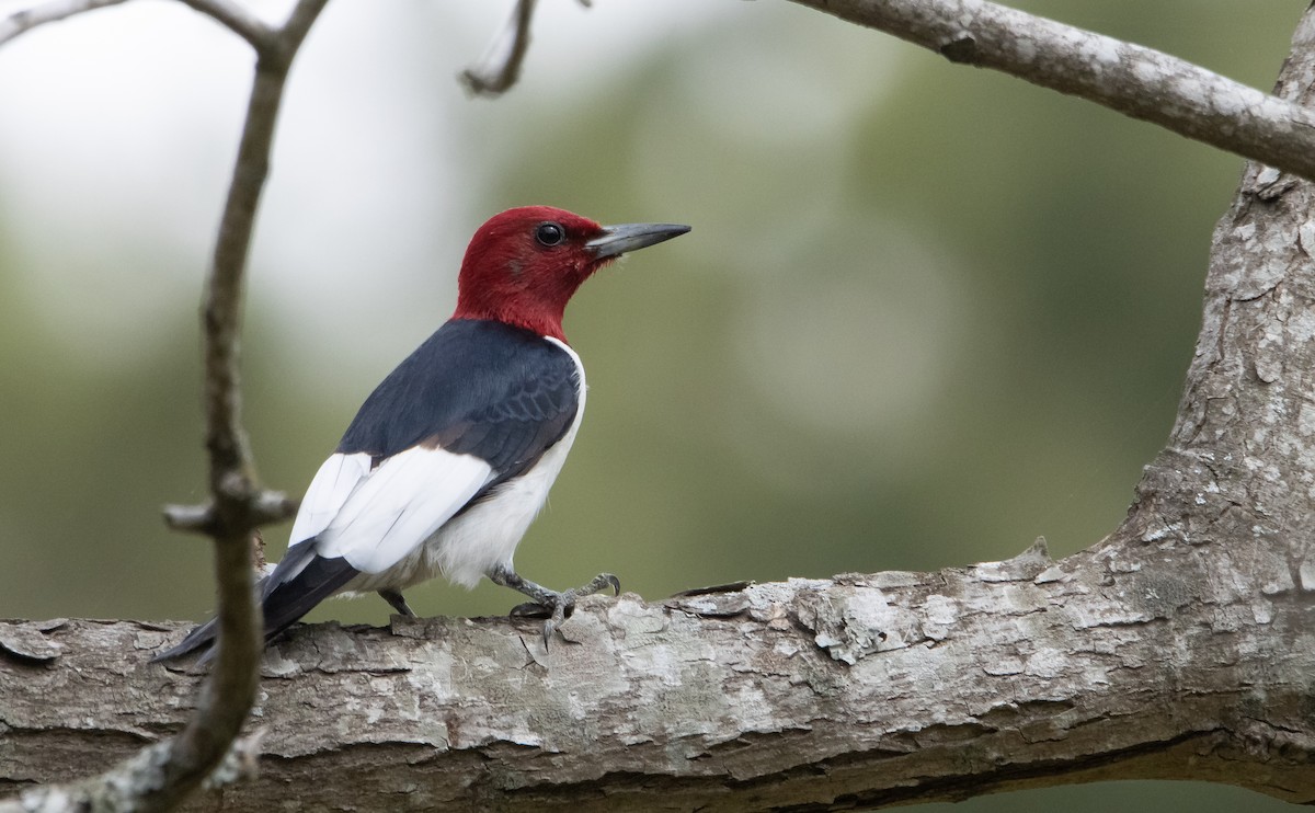 Red-headed Woodpecker - Liam Huber