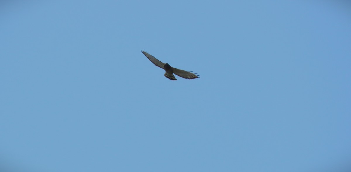 Broad-winged Hawk - Atlee Yoder