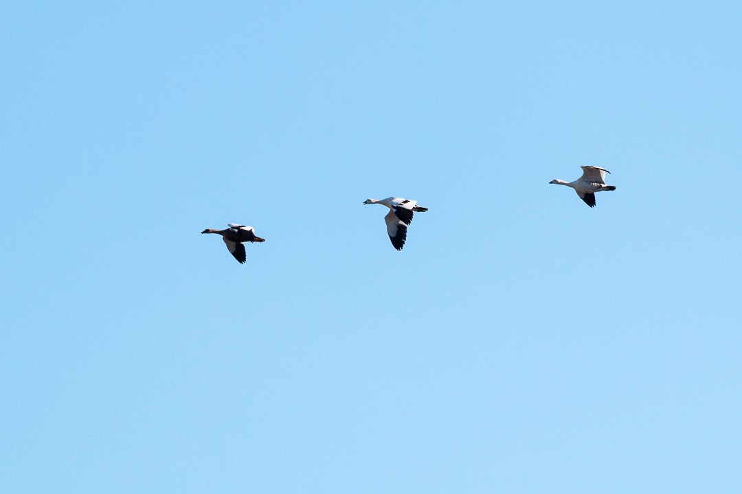 Upland Goose - ML440126561