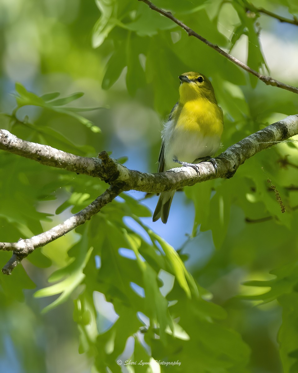 Yellow-throated Vireo - Sheri Thompson