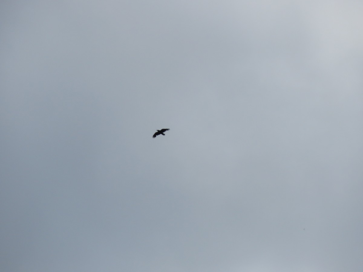 Common Raven - ML440126911