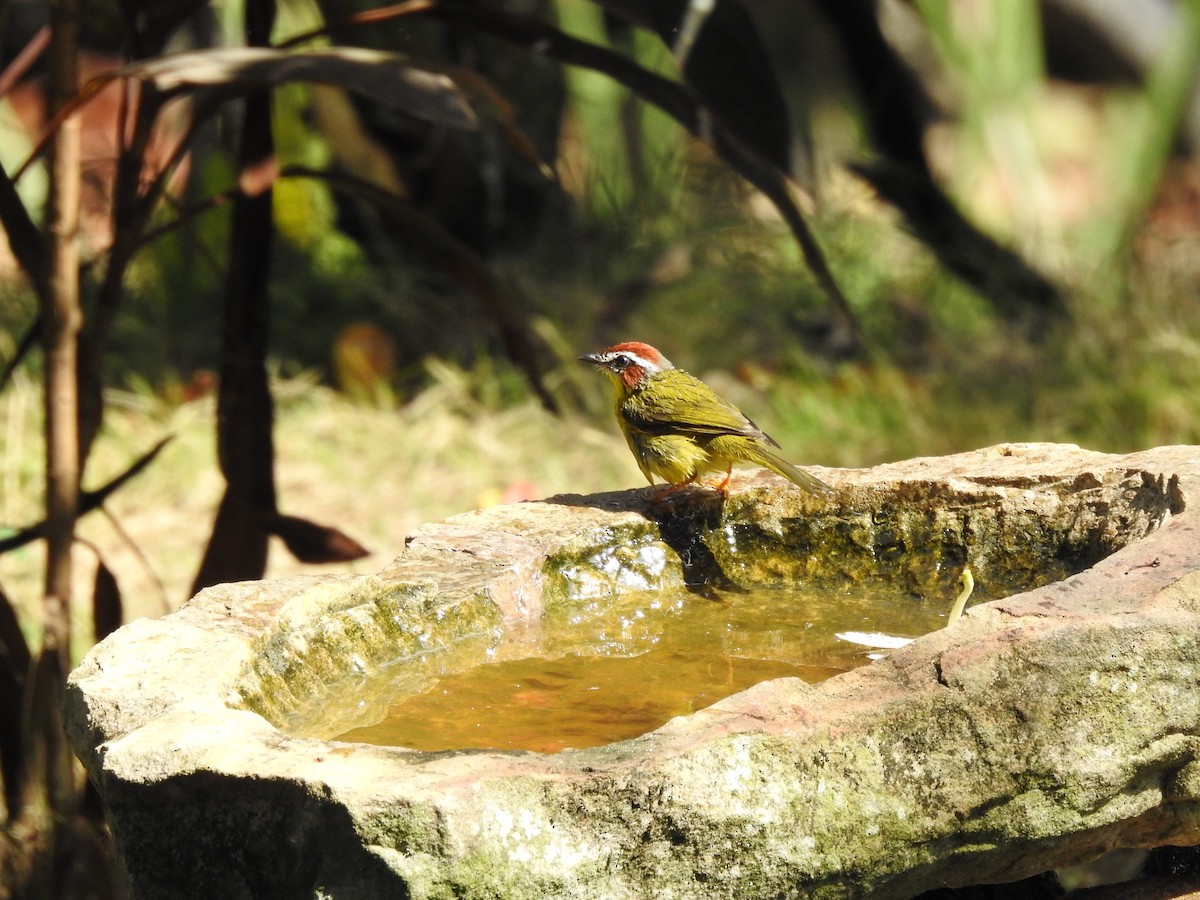 Chestnut-capped Warbler - ML440126951