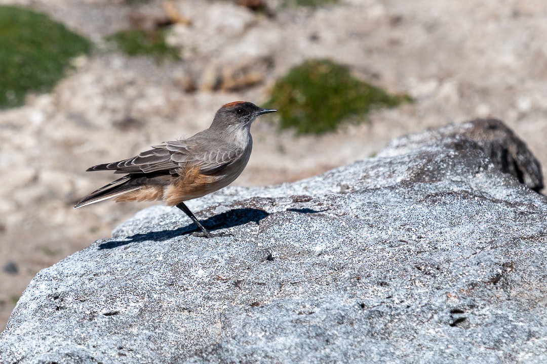 Cinnamon-bellied Ground-Tyrant - Patricia Mancilla Iglesias