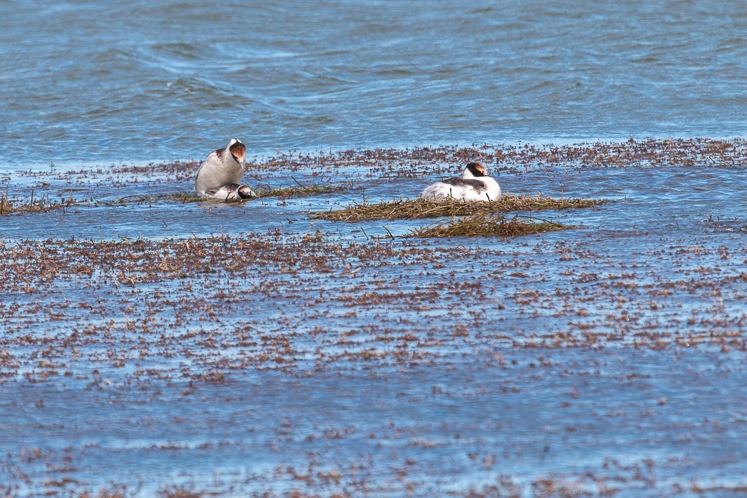 Hooded Grebe - ML440127421