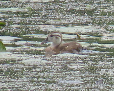 Wood Duck - Barb Thomascall