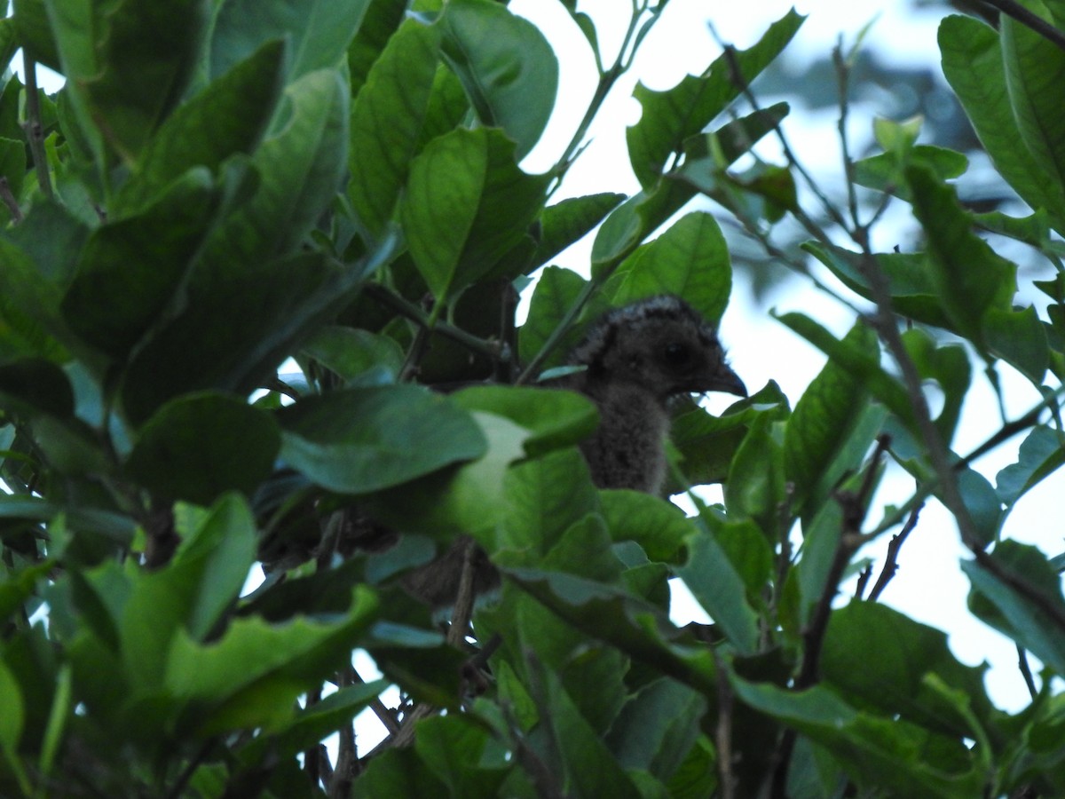 Colombian Chachalaca - ML440129001