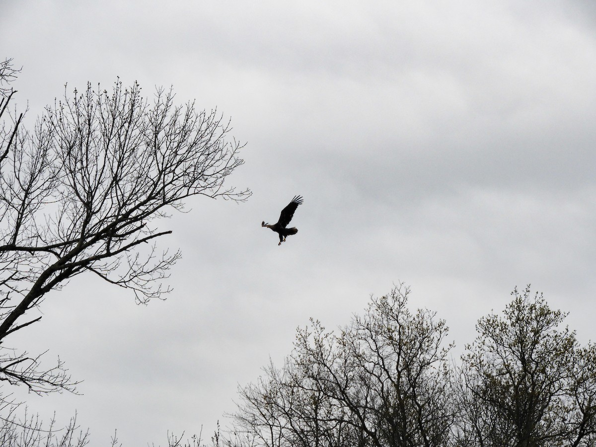 Weißkopf-Seeadler - ML440129401