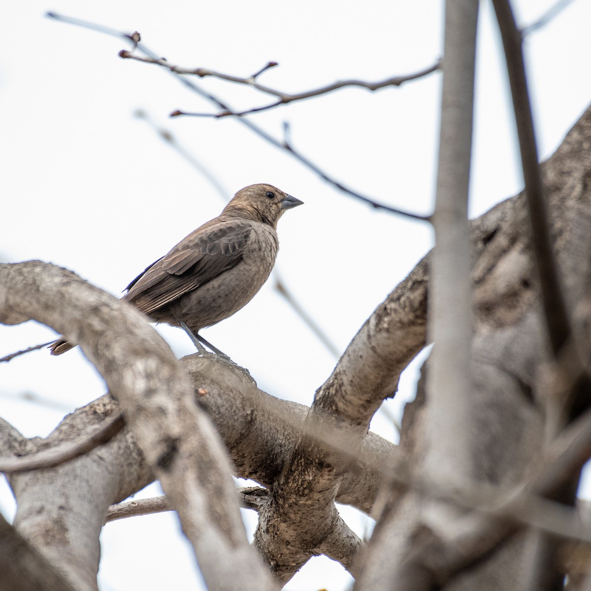 Brown-headed Cowbird - ML440129691