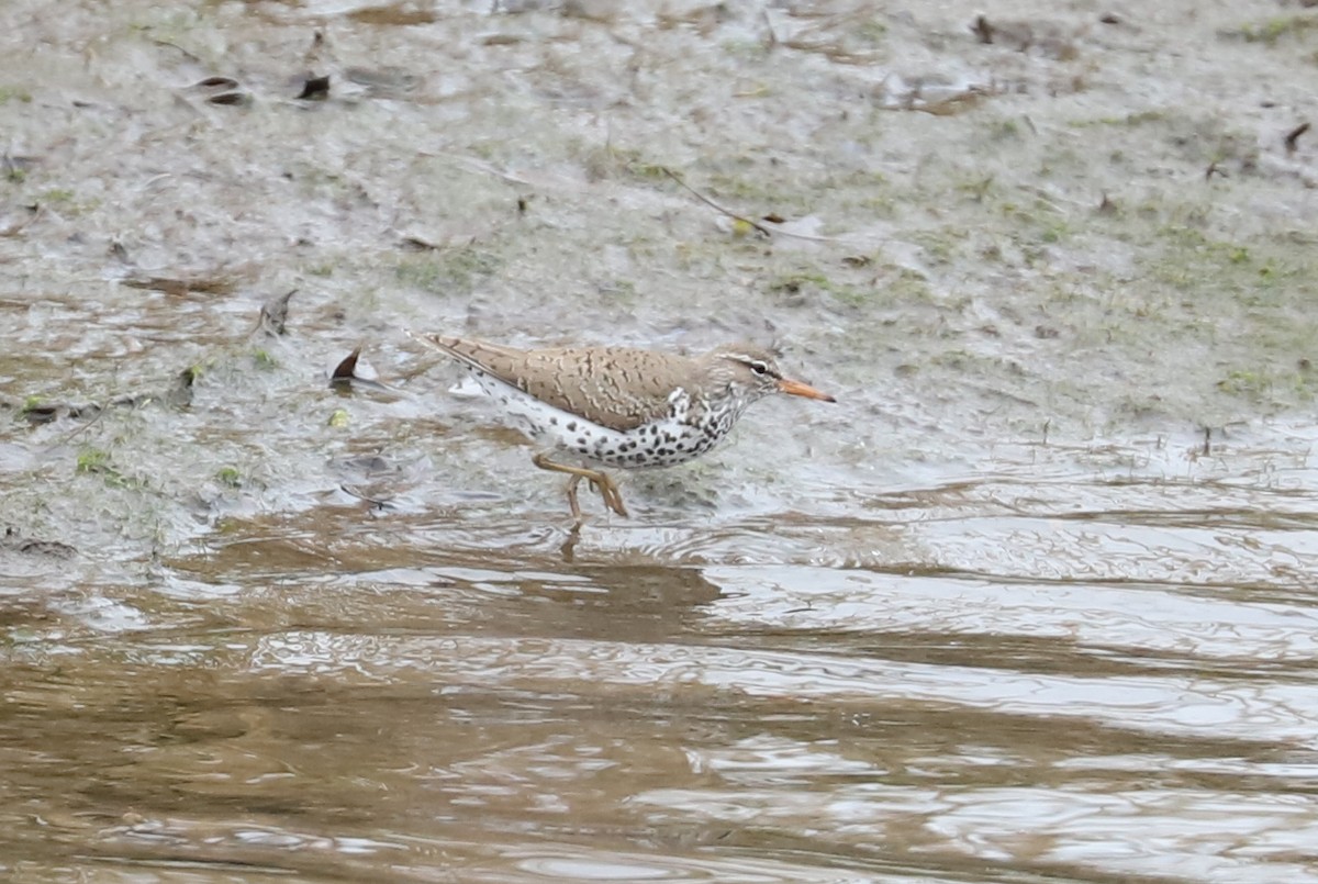 Spotted Sandpiper - ML440130431