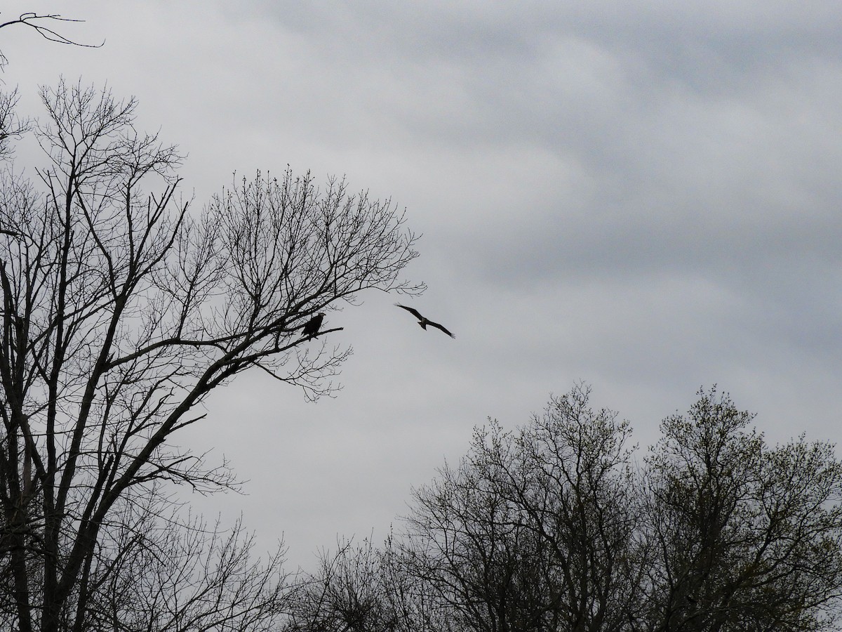 Bald Eagle - ML440131041