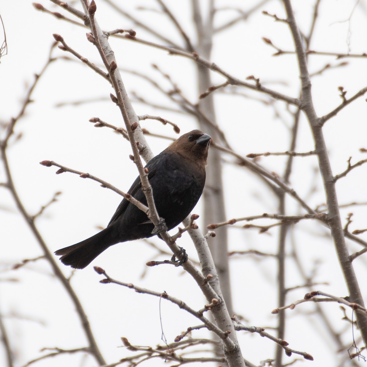 Brown-headed Cowbird - ML440131171