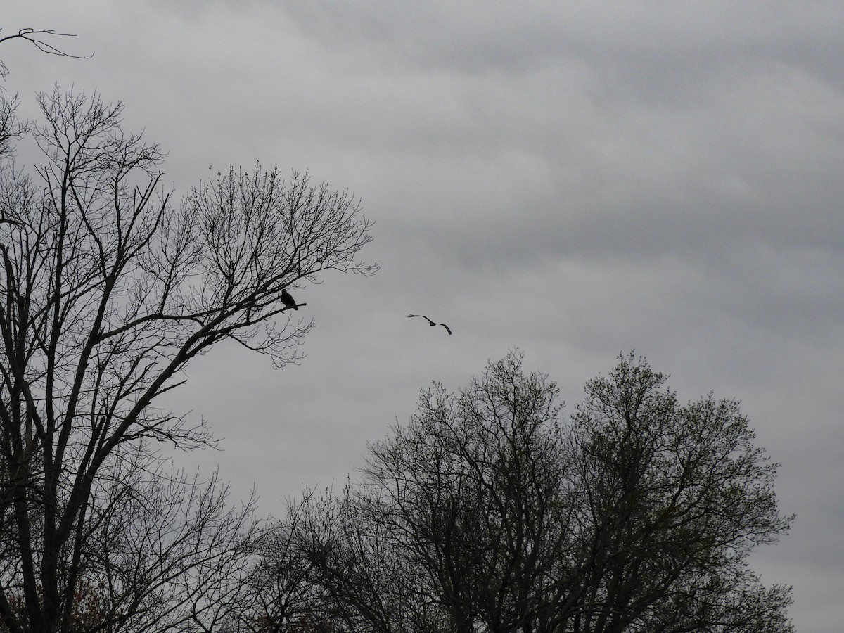 Osprey - Maryann Fahey