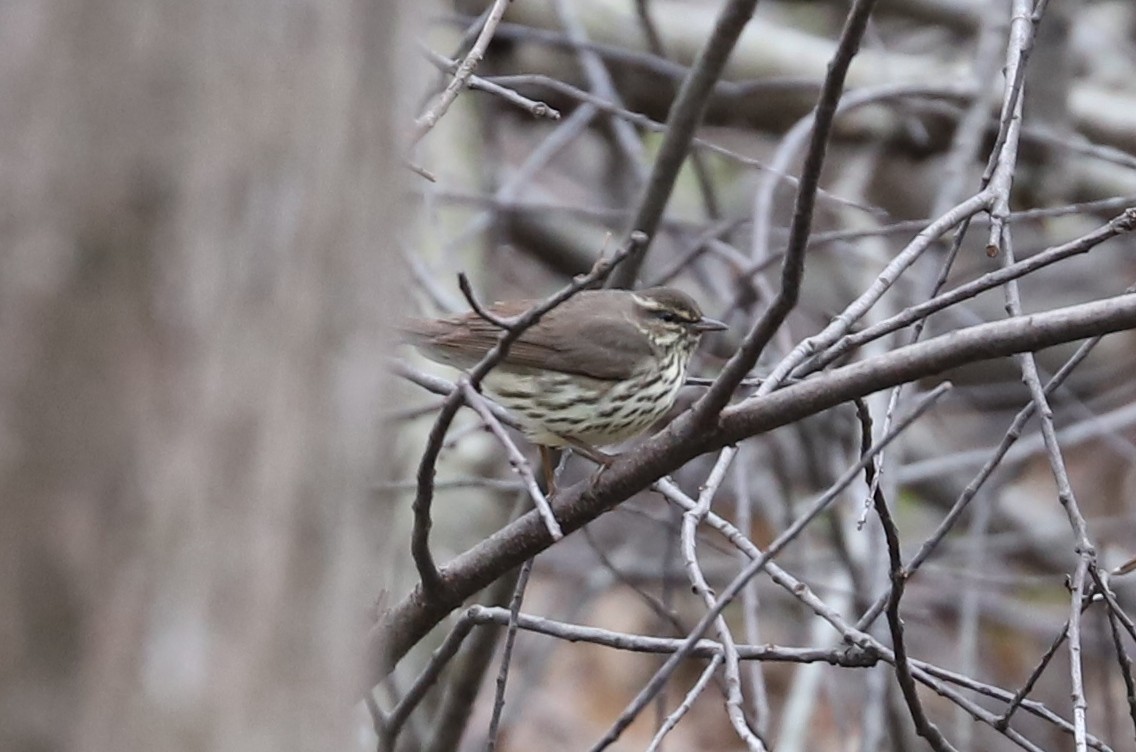 Northern Waterthrush - ML440132261