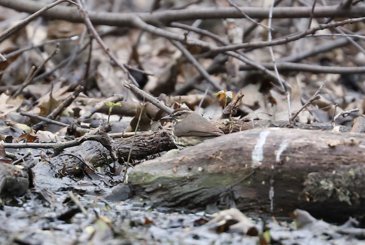 Northern Waterthrush - ML440132271