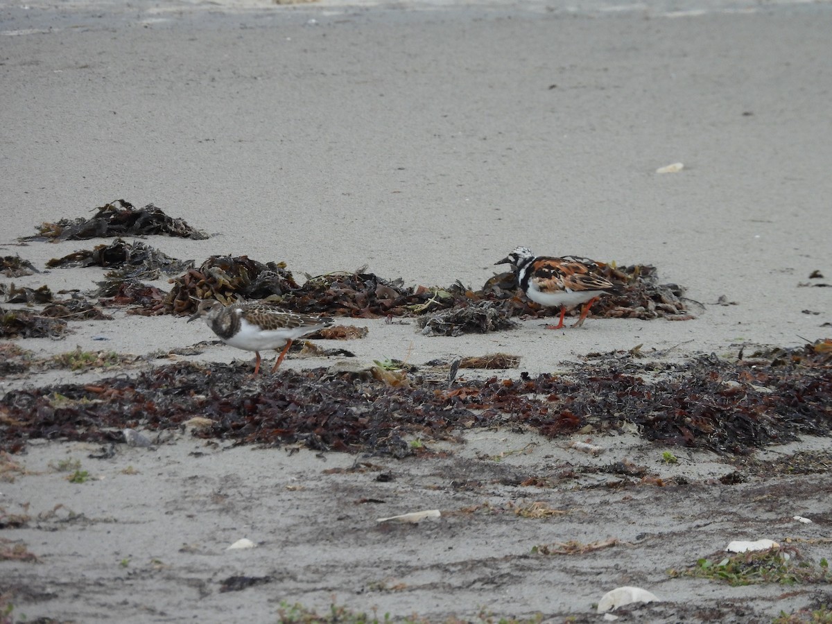 Ruddy Turnstone - ML440132741