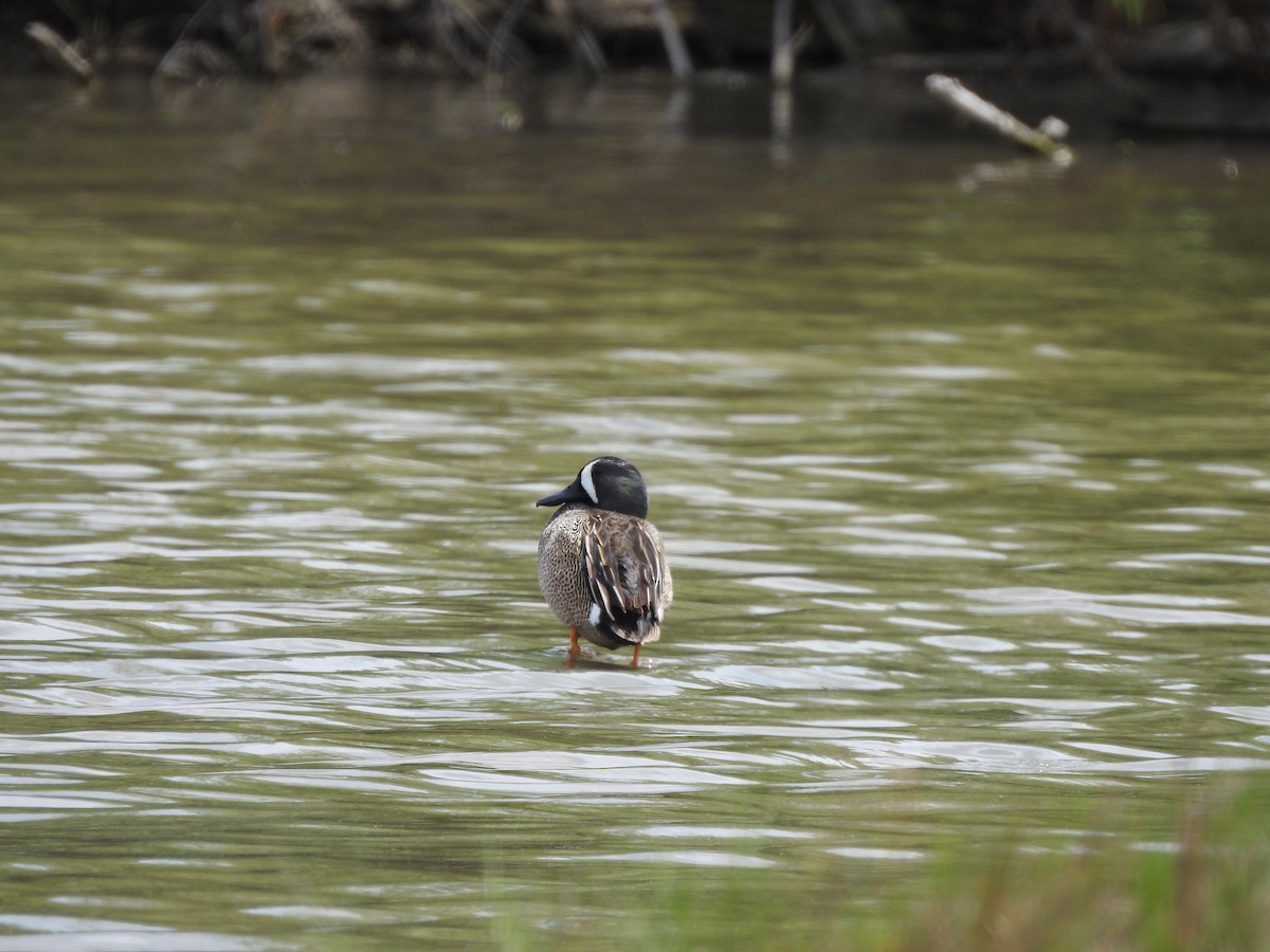 Blue-winged Teal - ML440133181