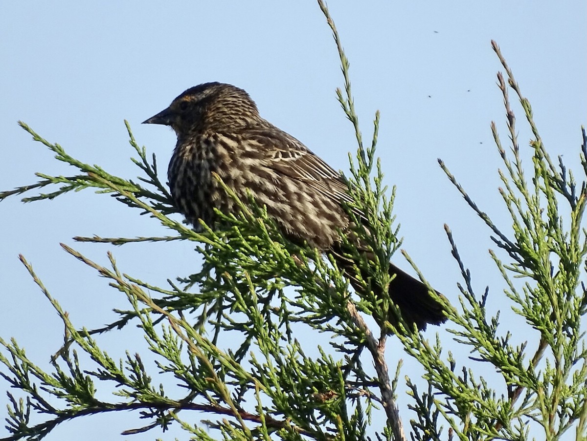 Red-winged Blackbird - ML440133621