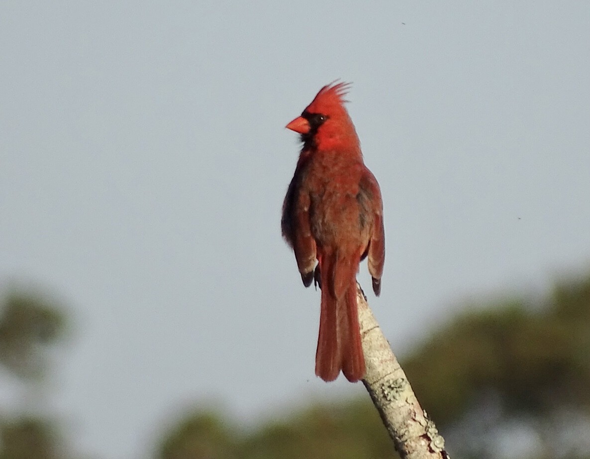 Northern Cardinal - Annie Downing