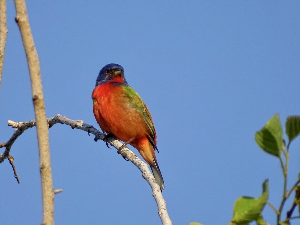 Painted Bunting - Annie Downing