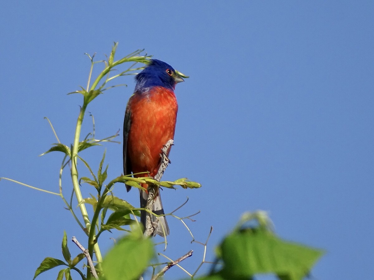 Painted Bunting - Annie Downing