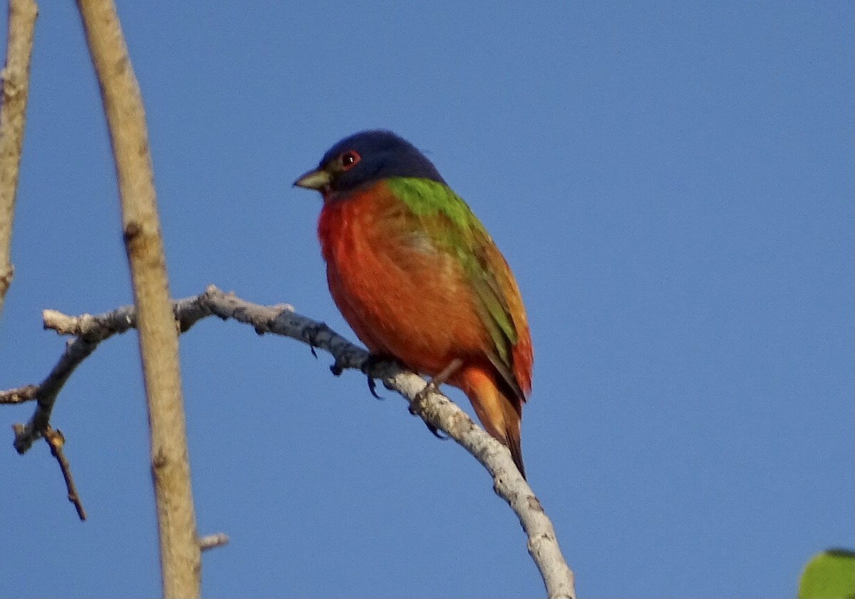 Painted Bunting - Annie Downing