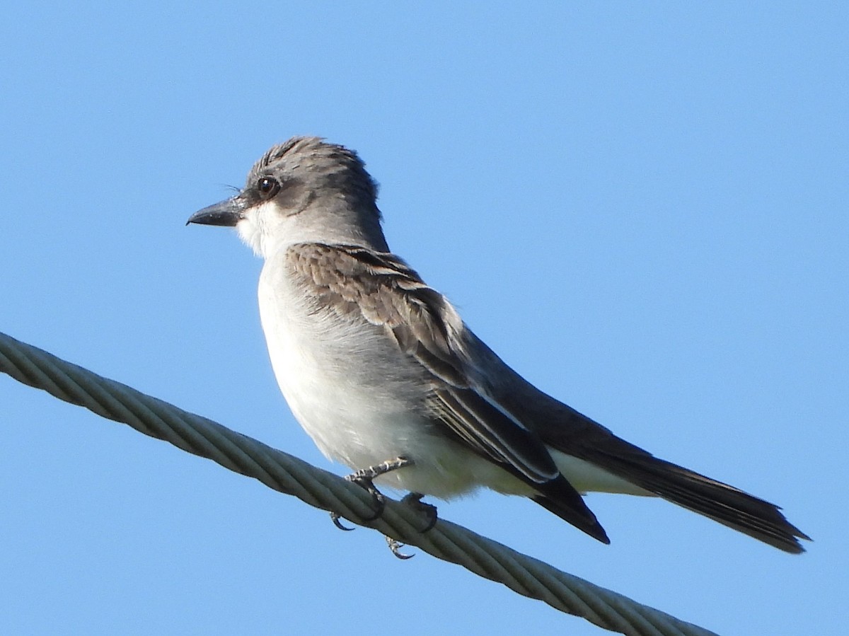 Gray Kingbird - ML440135851