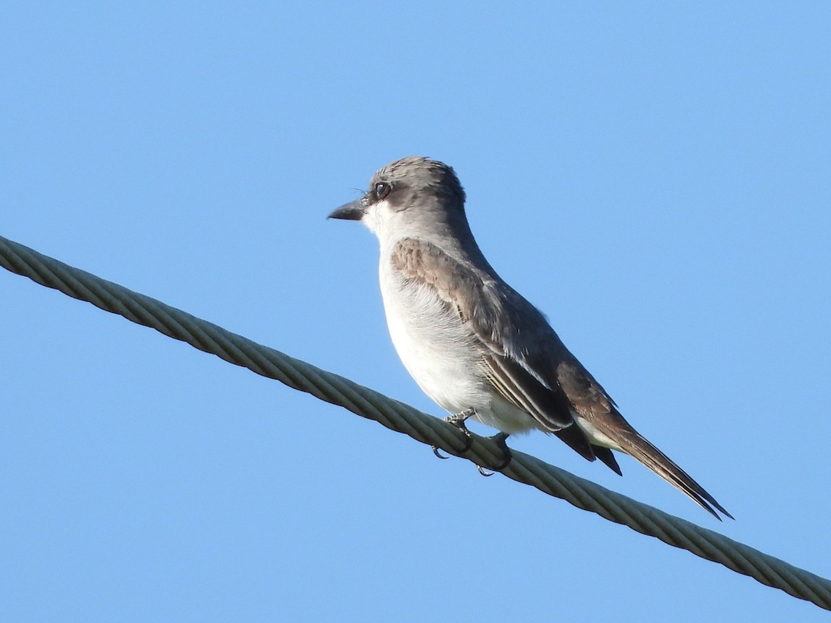 Gray Kingbird - ML440135871