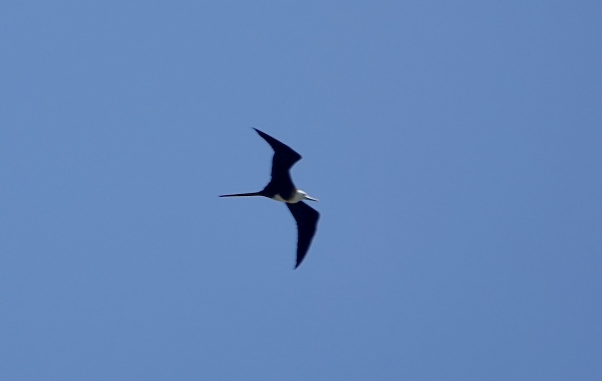 Magnificent Frigatebird - ML440136661