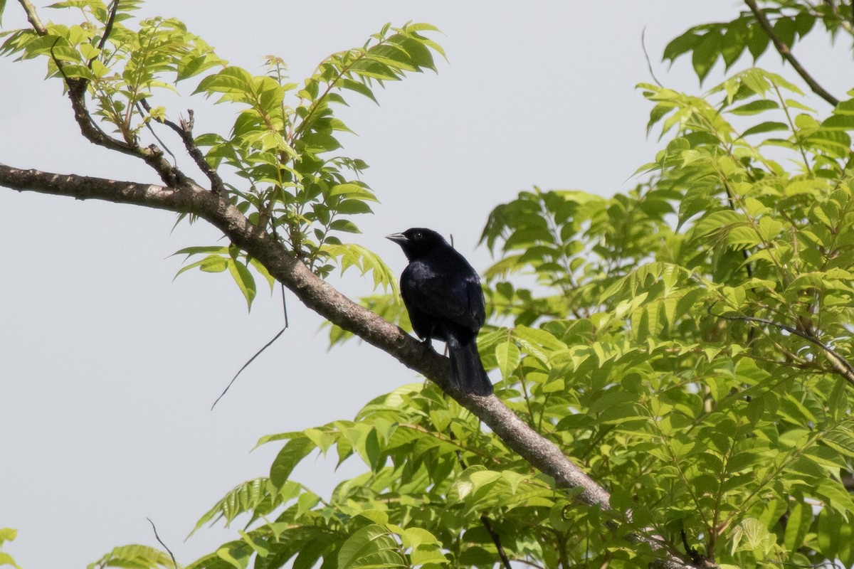 Shiny Cowbird - Evan Buck