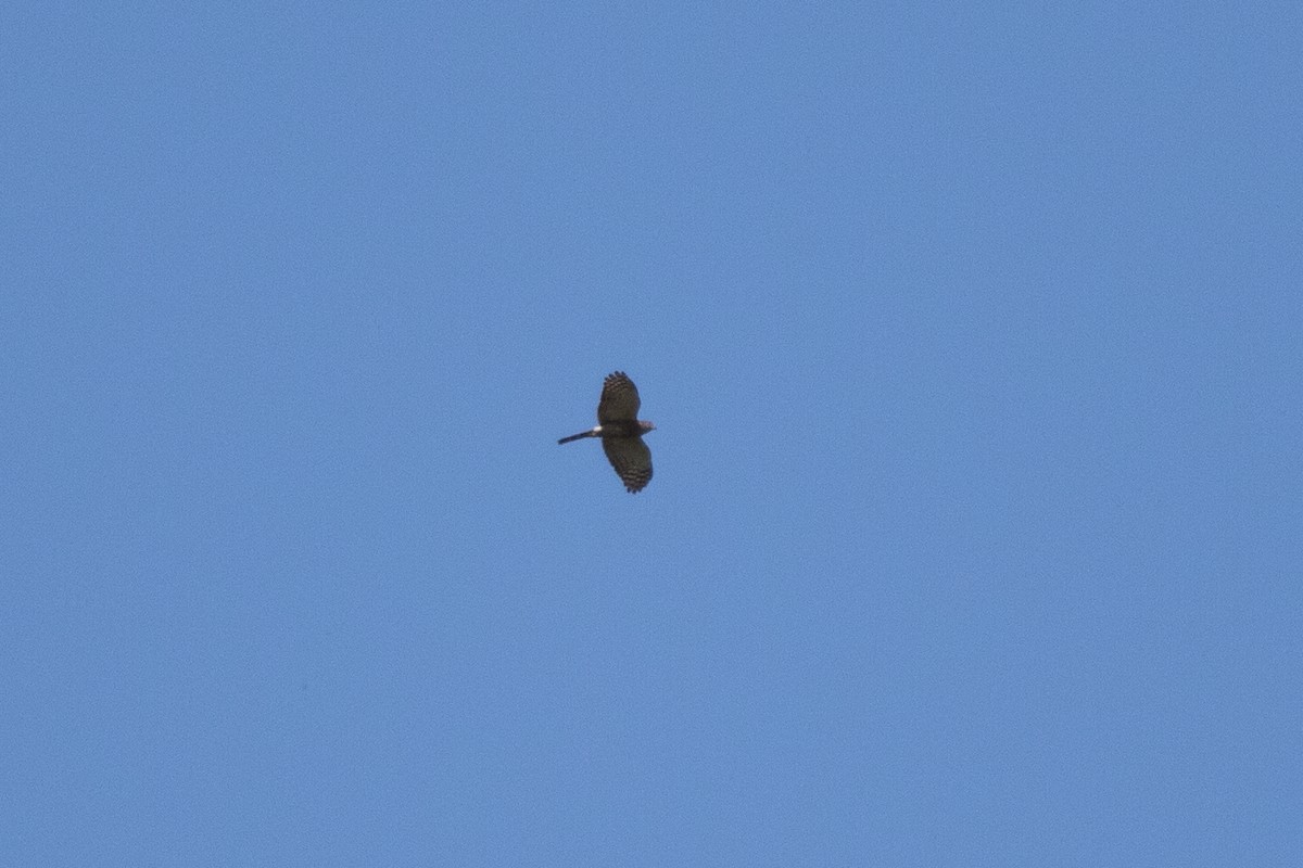 Double-toothed Kite - Evan Buck